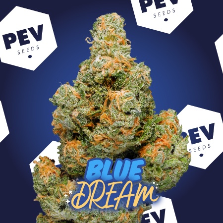 Blue Dream PEV Bank Seeds