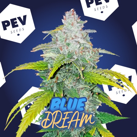 Blue Dream PEV Bank Seeds