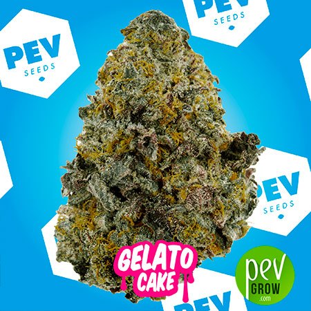 Gelato Cake PEV Bank Seeds