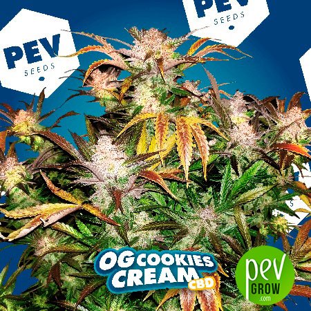 OG Cookies Cream CBD PEV Bank Seeds