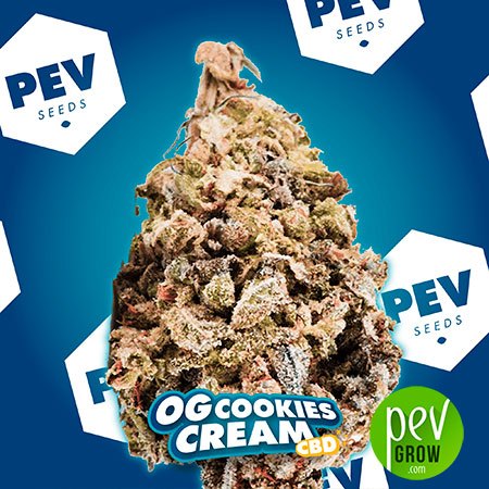 OG Cookies Cream CBD PEV Bank Seeds
