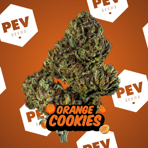 Orange CookiesOrange Cookies PEV Bank Seeds