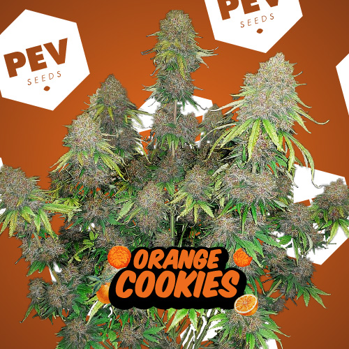 Orange Cookies PEV Bank Seeds