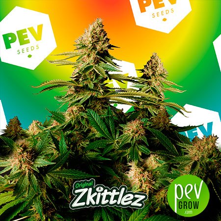 Zkittlez Strain - Buy cheap Feminized Seeds - Pevgrow