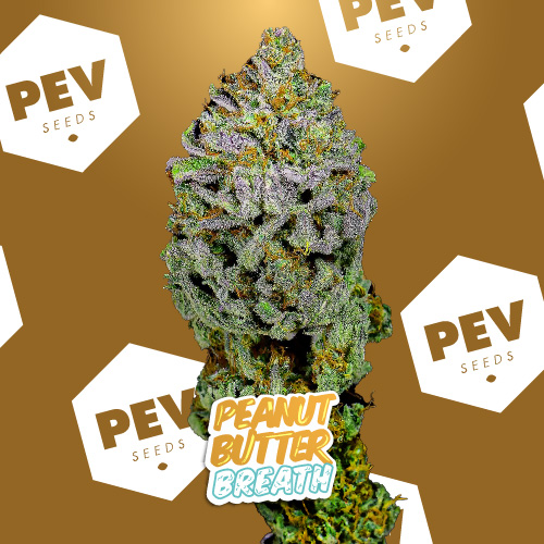 Profitable Peanut Butter Breath seeds  - info