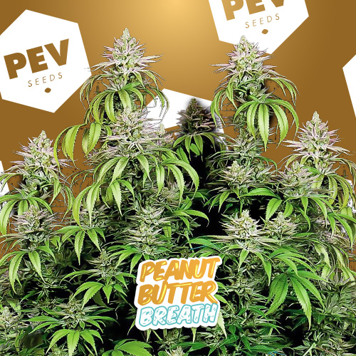 Cheap feminized pot Peanut Butter Breath seed for beginners