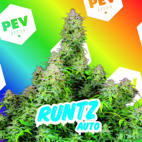 Runtz Auto PEV Bank Seeds