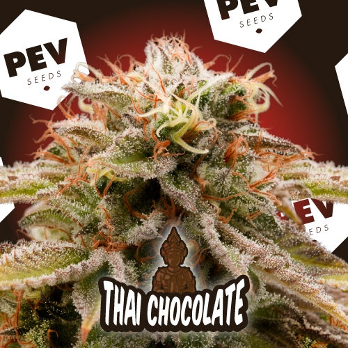 Thay Chocolate PEV Bank Seeds