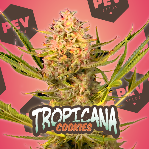 Tropicana Cookies Auto