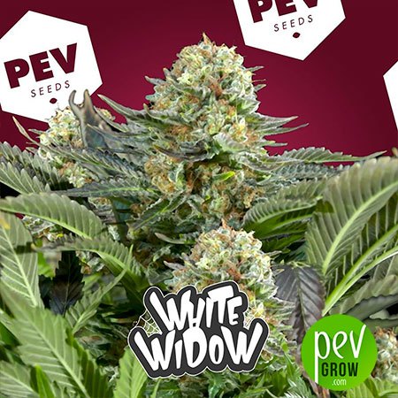 White Widow PEV Bank Seeds