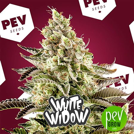 White Widow PEV Bank Seeds
