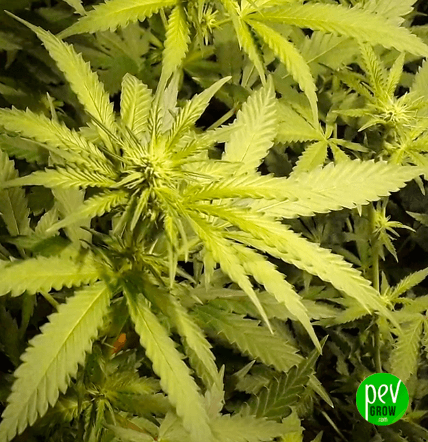 Amnesia Haze Spain Seeds