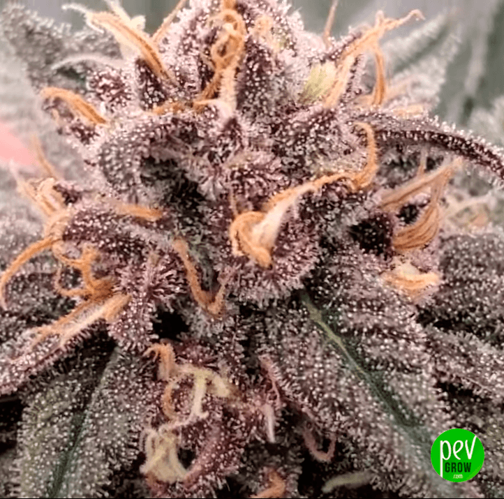 Key Lime Pie Spain Seeds