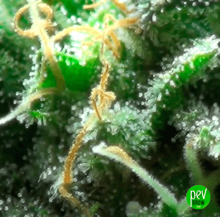 Amnesia Haze Spain Seeds