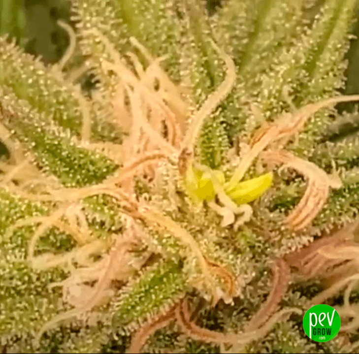 Key Lime Pie Spain Seeds