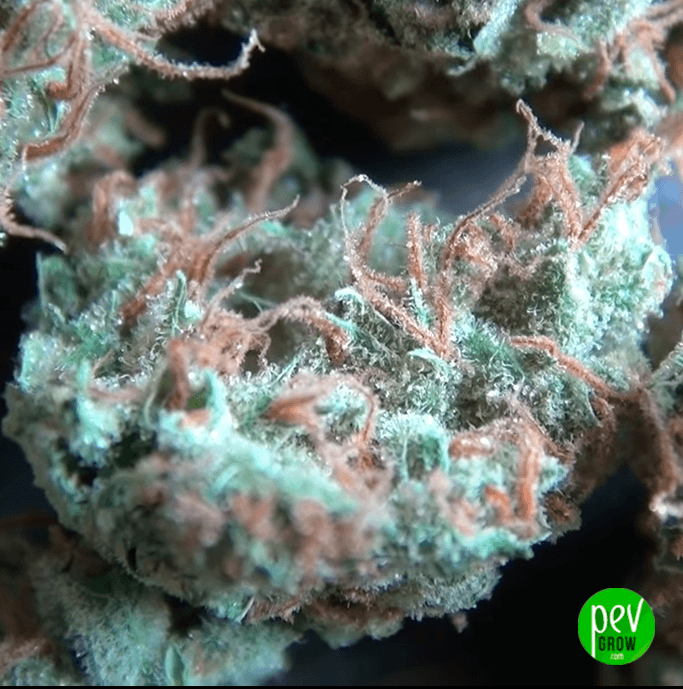 Black Domina Auto Spain Seeds