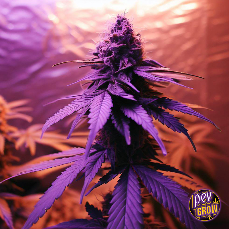 gumbo Spanish Seeds