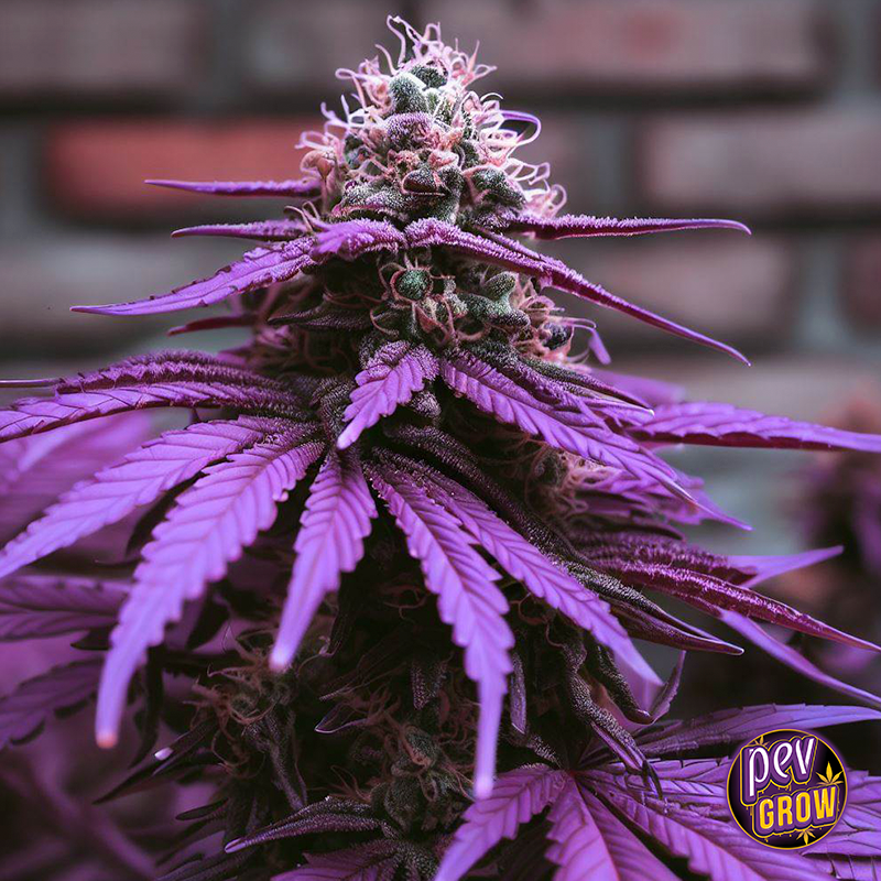 gumbo Spanish Seeds
