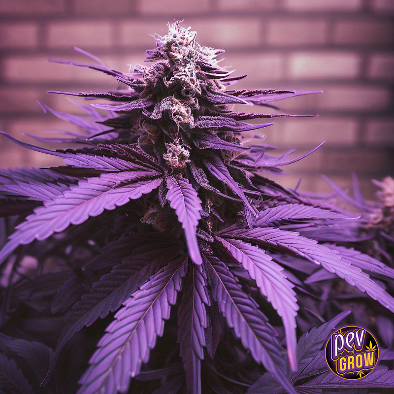 gumbo Spanish Seeds