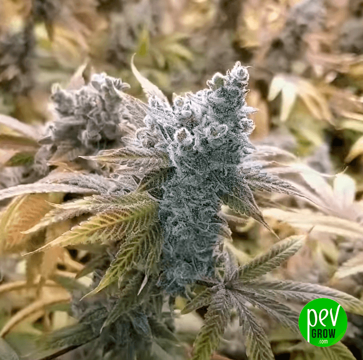 Black Runtz Spain Seeds