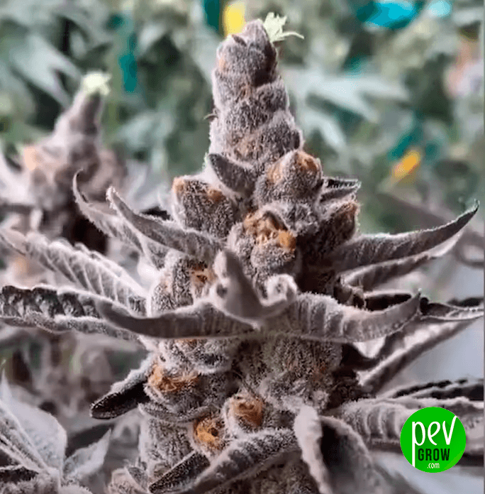 Black Runtz Spain Seeds