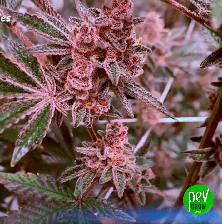 Key Lime Pie Spain Seeds