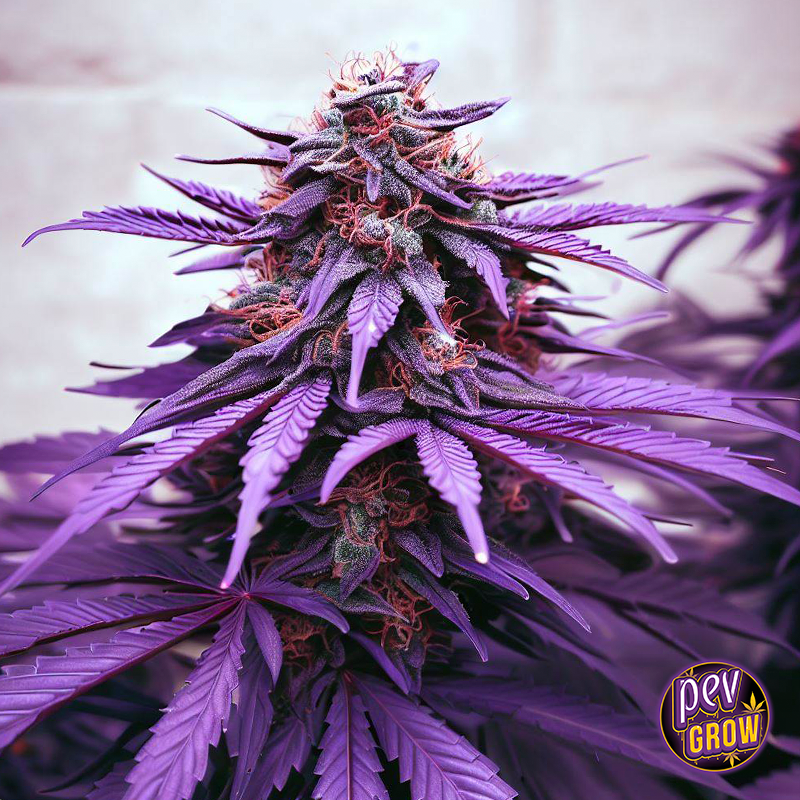 purple_punch_regular Spanish Seeds