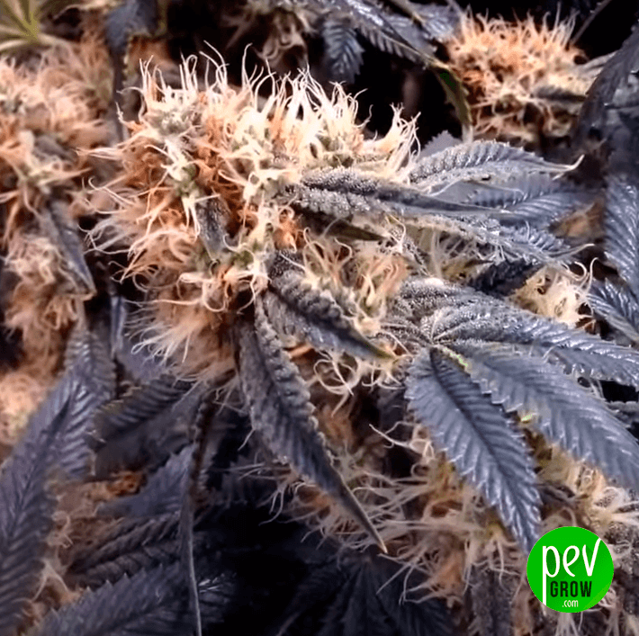 Black Runtz Spain Seeds