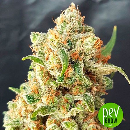 Diesel Autoflowering weed Seeds - Pevgrow