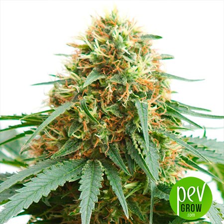 Auto Northern Lights Spanish Seeds