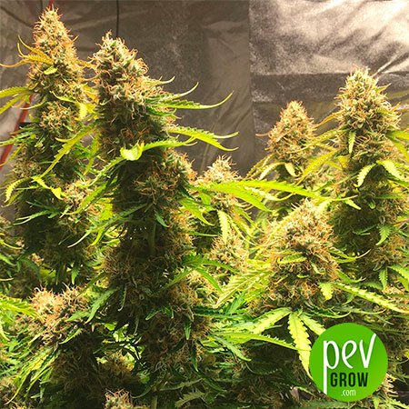 Auto Northern Lights Spanish Seeds