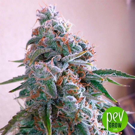 Blue Dream Spanish Seeds
