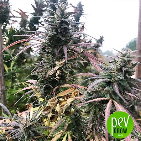 Blue Dream Spanish Seeds
