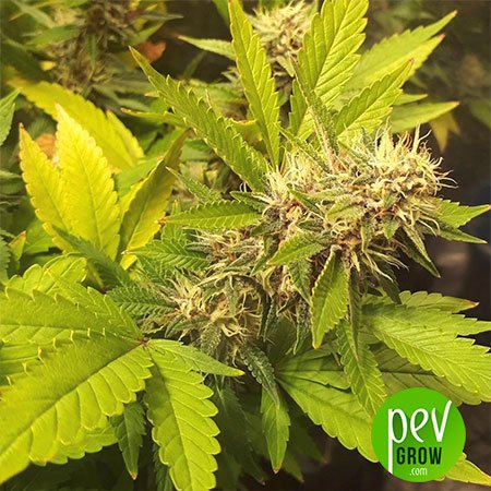 Hindu Kush X Exodus Spanish Seeds