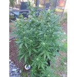 Fast grower healthy plant