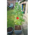 White Widow is growing without any buds