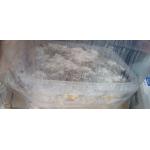 Pilze wachsen nicht nach 20 Tagen