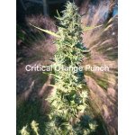 Hearty plant resinous bud's fast grower Pevgrow has outstanding 