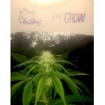 Nirvana Seeds Bubbledicius Merry Christmas and Happy New Year Ev