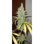 Thai Chocolate (BRUTLAL)