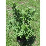 Fast grower healthy plant