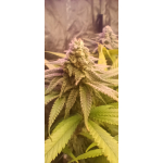 Umwerfend im Wachstum als auch in der wirkung.!